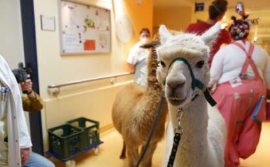 Alpakas im GLG Werner Forßmann Klinikum Eberwalde