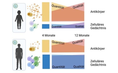 COVID-19: Unterschiedliche Immunantwort bei Kindern und Erwachsenen bleibt lange bestehen