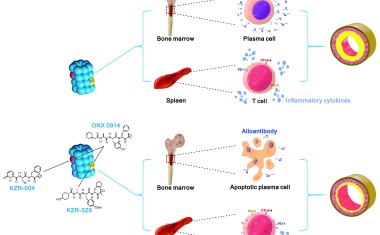 Neuer Therapieansatz verhindert Abstoßung von transplantierten Organen