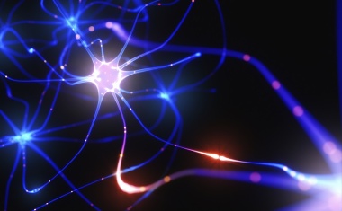 Propionsäure schützt Nervenzellen und unterstützt ihre Regeneration