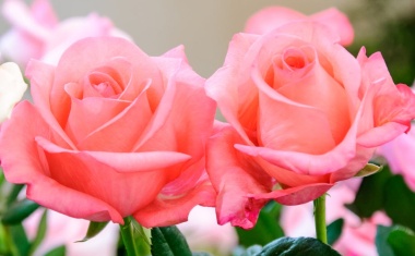 Duftstoffe verbessern Lernen im Schlaf