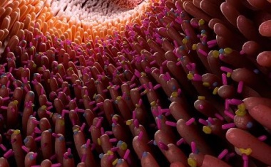 Verändertes Darmmikrobiom bei Parkinson-Erkrankten mit Blinddarmoperation