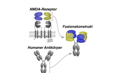 Gegen das Feuer im Gehirn