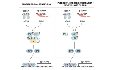 Immunzellen verfügen über einen Backup-Mechanismus