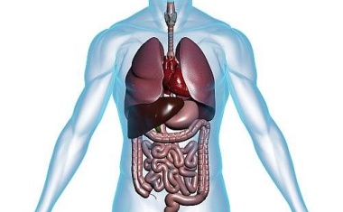 Bekannter Wille zu Organspende fördert Zustimmung