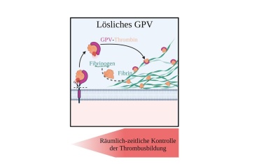 Revolutionär: Regulationsmechanismus der Blutgerinnung