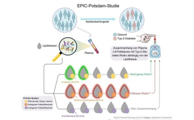 Typ-2-Diabetes: Omega-6-Fettsäuren in Lipidfraktionen als Biomarker des Erkrankungsrisikos