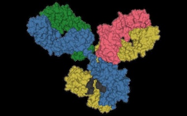Autoantikörper bei COVID-19 weniger schädlich als gedacht?