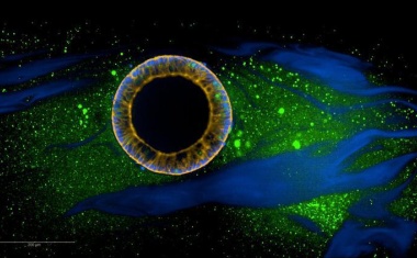 Programmierbare DNA-Hydrogelmaterialien für realistische Ex-vivo-Gewebemodelle