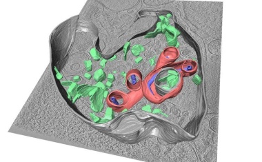 Das Virus in eine Falle locken