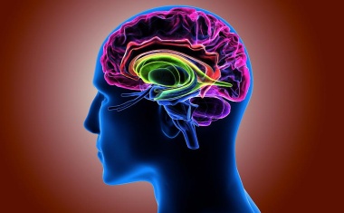 DZD: Diabetes beginnt im Gehirn