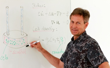 Forschungsprojekt: Computermodelle sollen helfen, Meniskusgewebe zu züchten