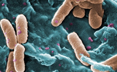 Krankenhauskeim zielt auf das menschliche Immunsystem