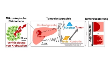 Studie: Fließen macht Tumore gefährlich