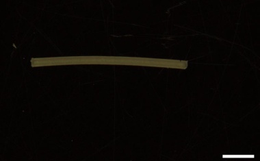 Stärke als neuartiger Transporter für Medikamente?