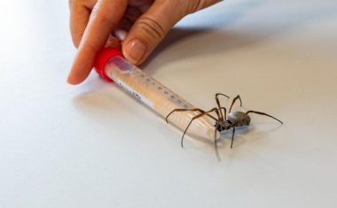 Mit Spinnenhilfe Aortenprothesen OP-tauglich machen