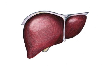Mit einfachen Mitteln schwere Lebererkrankungen vorhersagen