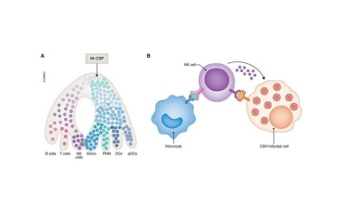 Schwaches Immunsystem stärken: Forschende entdecken eine ungewöhnliche Waffe gegen Viren