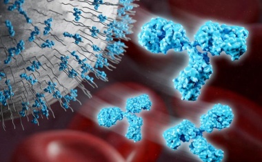 Molekulare Abwehrkräfte gegen Polyethylenglykol