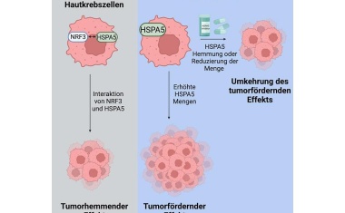 Weißer Hautkrebs: neues tumorhemmendes Protein in der Haut entdeckt