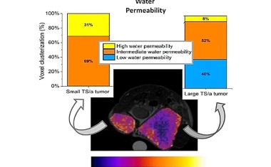 Tumore besser charakterisieren