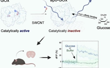 Kontinuierliche Blutzuckermessung