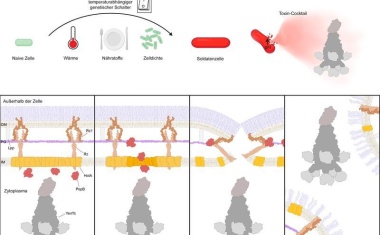 Kamikaze-Zellen als Speerspitze der bakteriellen Infektion