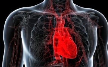 Beträchtlicher Zusatznutzen von Mavacamten bei hypertropher obstruktiver Kardiomyopathie