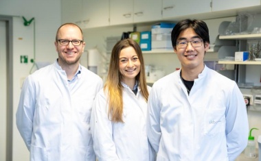 Zugrundeliegender Mechanismus zur Entstehung von Follikulären T-Helferzellen entschlüsselt