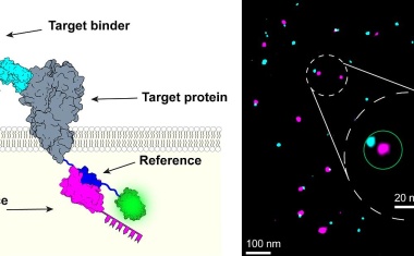 Biophysik: Testen, wie gut die Biomarker funktionieren