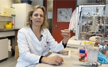 Umweltbelastung in der Embryonalentwicklung - Nanopartikel: Risiko für Babys im Mutterleib