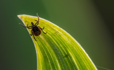 Schnellere Borreliose-Diagnose mittels Biomarker