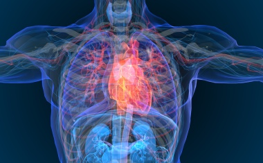 KI unterstützt Mediziner bei präzisen Herzdiagnosen