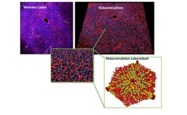Forschung zur Früherkennung und Prävention von Leberkrebs weiter gefördert