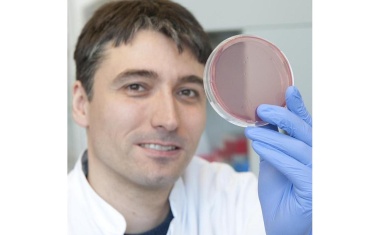 Einfluss des Darmmikrobioms auf Blutgefäße und Thrombosen