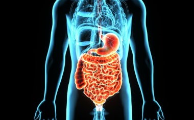 Mikrobiomforschung: Small RNA spielt Schlüsselrolle bei der Besiedelung