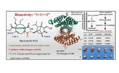 Ein Pilz für die Darmkrebs-Therapie