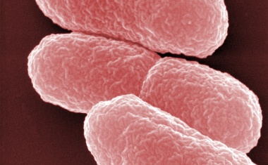 Chemischer Trick aktiviert Antibiotikum direkt am Erreger