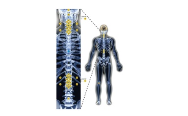 Nicht-invasive Methode misst feinste Reaktionen des Rückenmarks