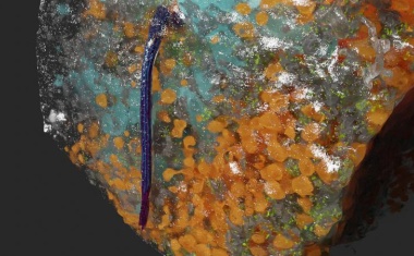 Betazellen: Neue Erkenntnisse zu Struktur, Interaktionen und neuronale Vernetzung der primären Zilien