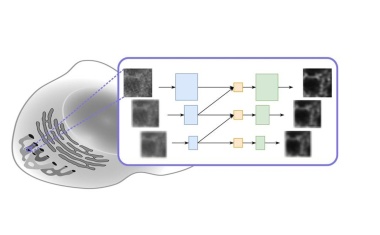 Bessere Bilder in der Lichtmikroskopie