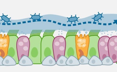 Peter Walentek vom Universitätsklinikum Freiburg erhält einen ERC Grant