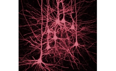 Warum Tiefschlaf unser Gedächtnis fördert