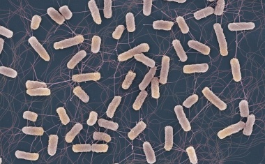 Warum Antibiotika auch bei nicht-resistenten Keimen scheitern können