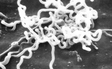 Syphilis-Erreger aus der Petrischale