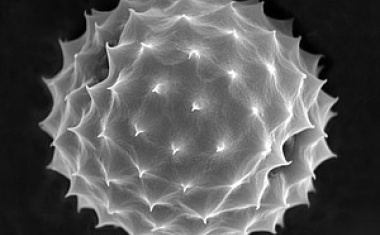 Charité-App liefert erstmals Echtzeitdaten zum Pollenflug in Berlin