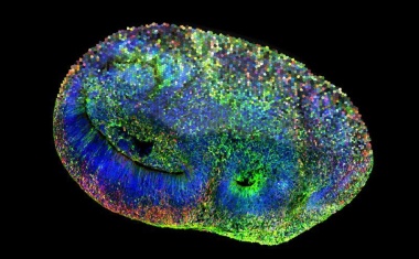 Bessere Gehirn-Organoide: Ein neues Rahmenwerk für die Forschung