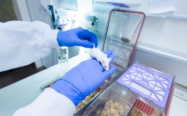 Effiziente Medikamentenentwicklung mit weniger Mäusen