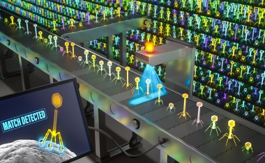 Werkzeug identifiziert spezifische Viren zur Bekämpfung gefährlicher Bakterien