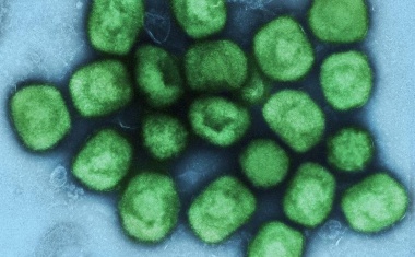 Neue Daten zur Wirksamkeit der Mpox-Impfung